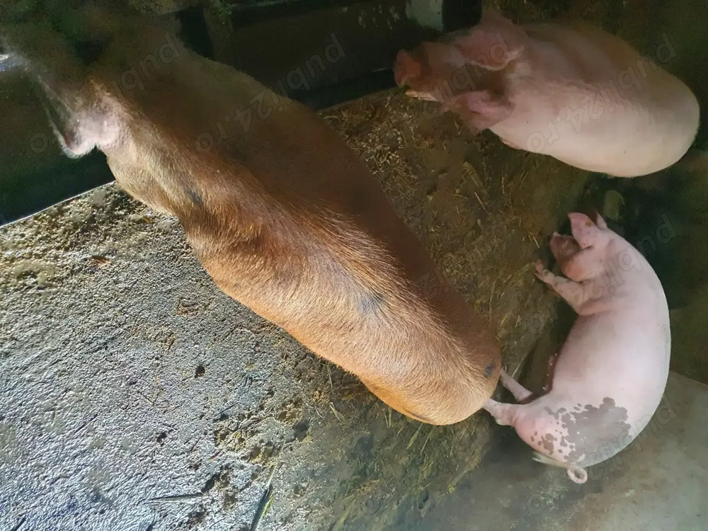 Vand porci crescuti natural