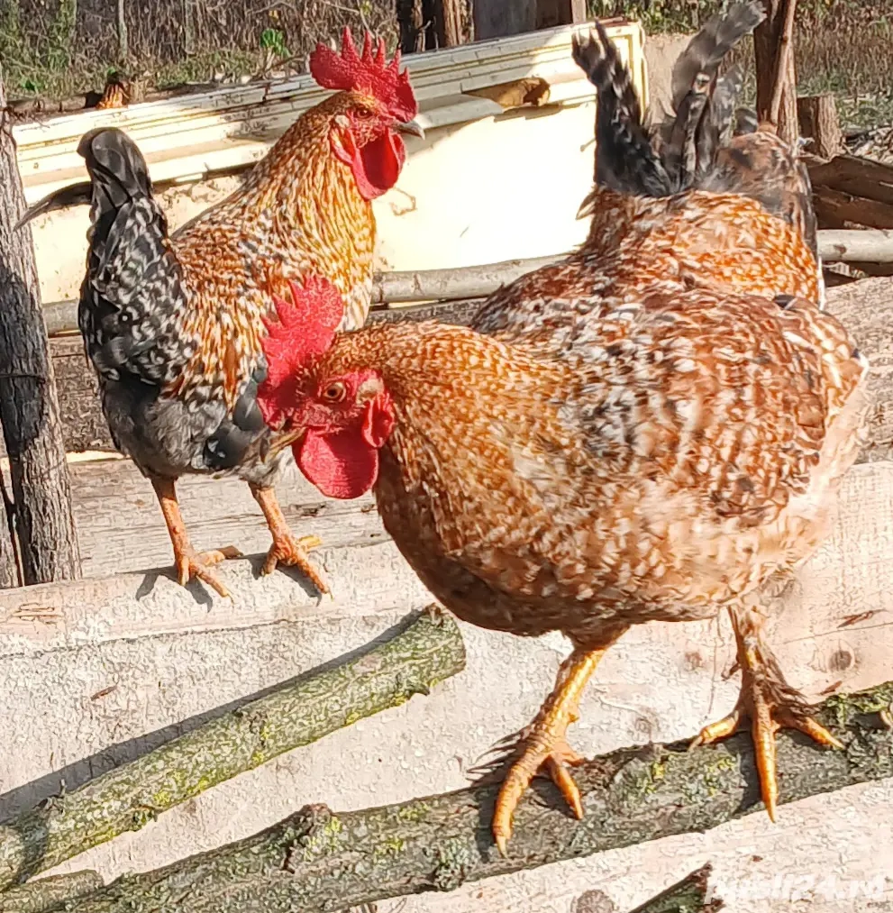  Vand cocoși sănătoși, crescuți natural  