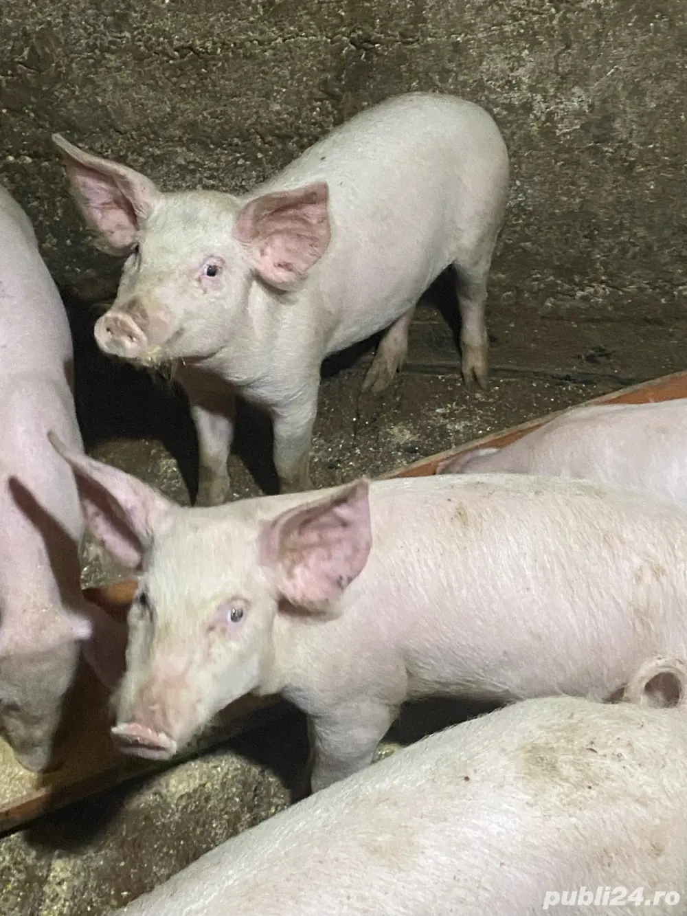 soldani de 4 luni de vanzare