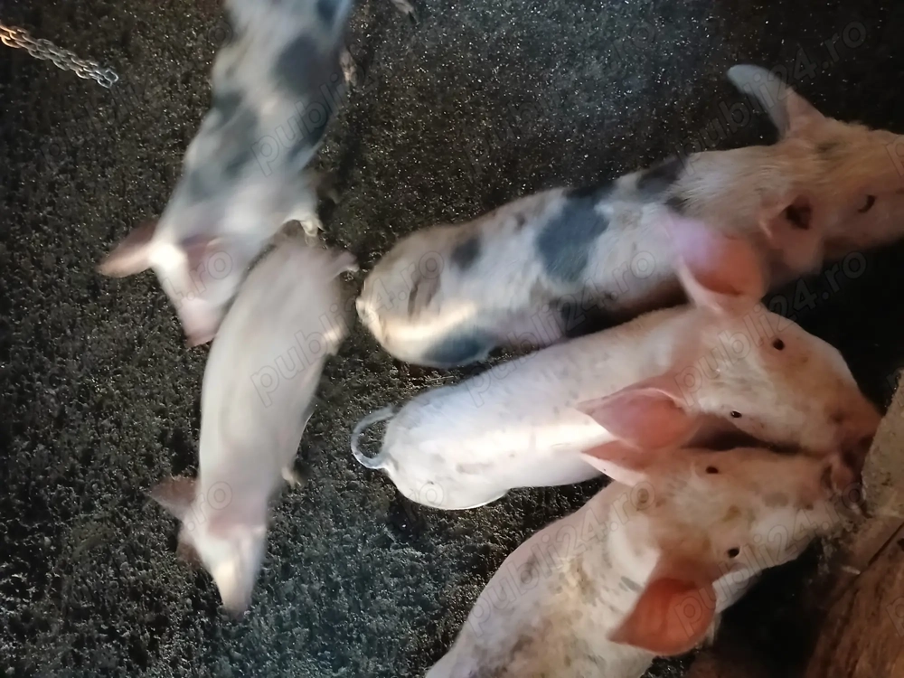 Vand purcei  pietran 