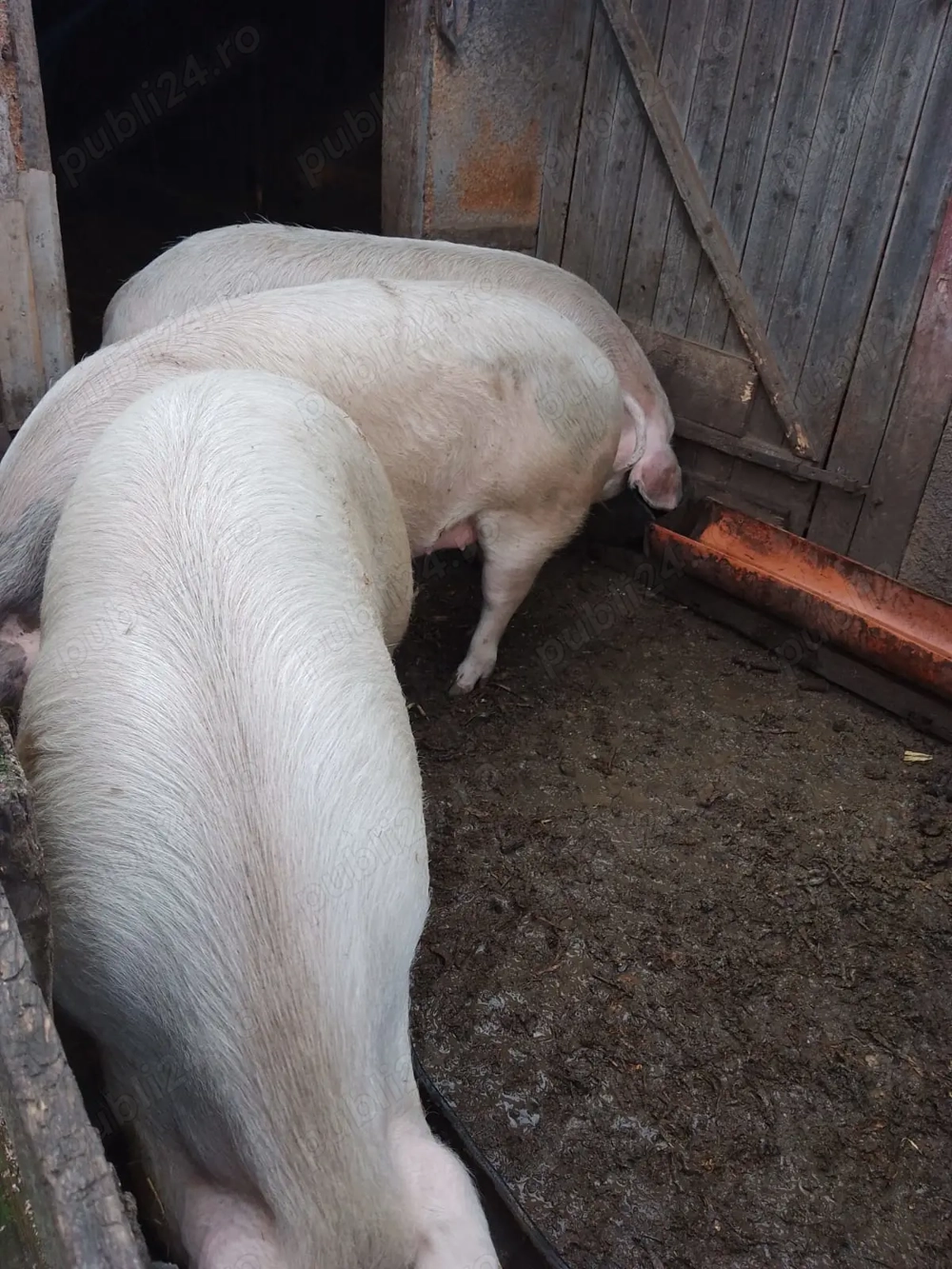 Vând porc de Crăciun sau alte evenimente!