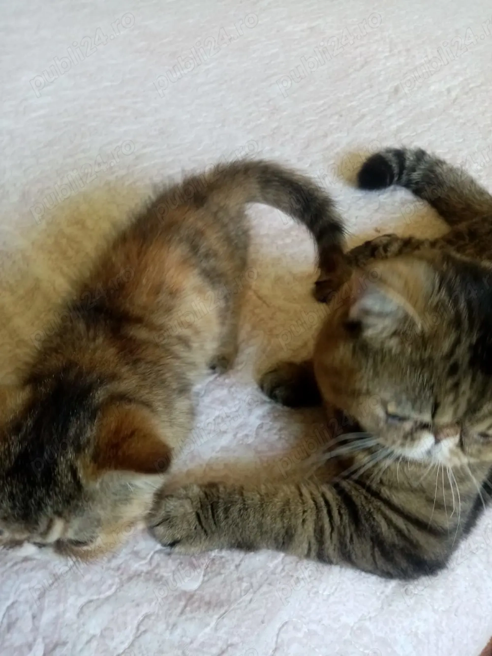 Pisici persan exotic