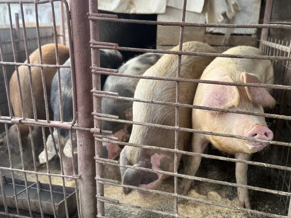 Porci de Vanzare