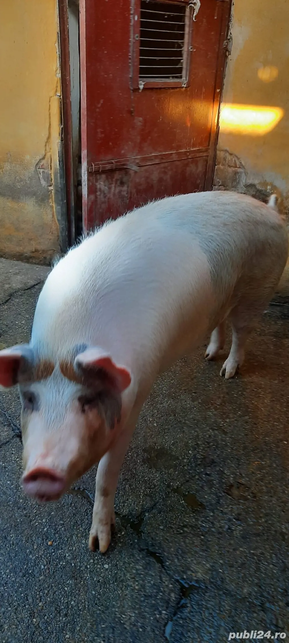 Vând porc pentru sacrificare