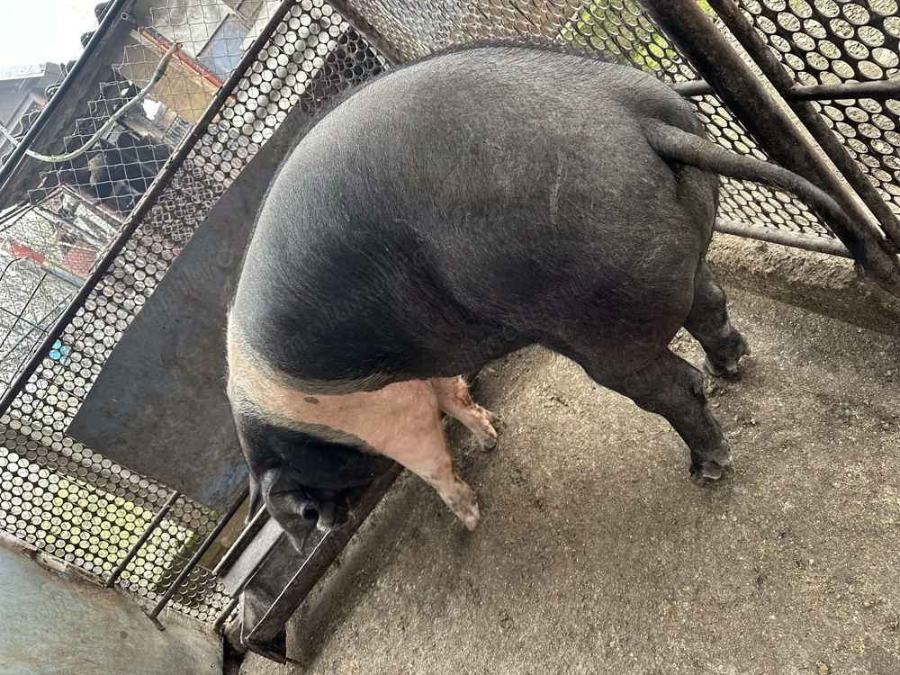 Pentru sacrificat! Bazna, greutate 180kg