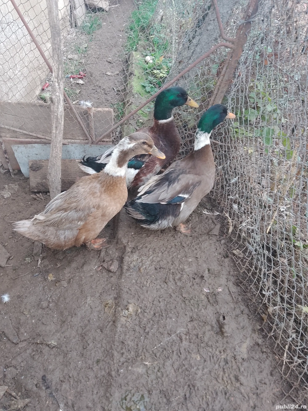 Vând Rațe Măcănitoare Românești  Și Rațe Mute