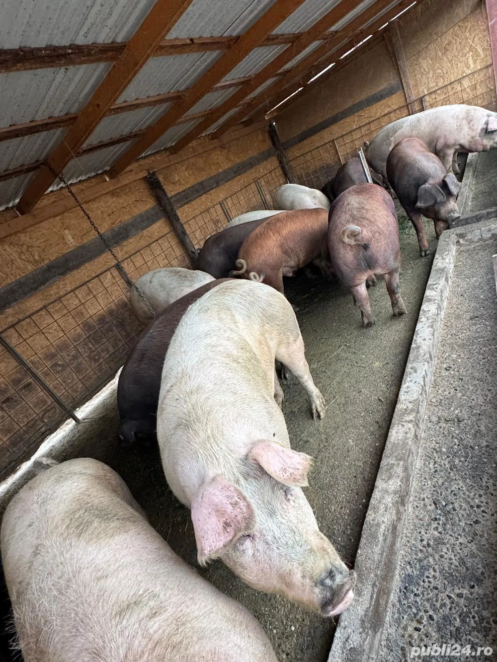 Vând porci 14 lei kg