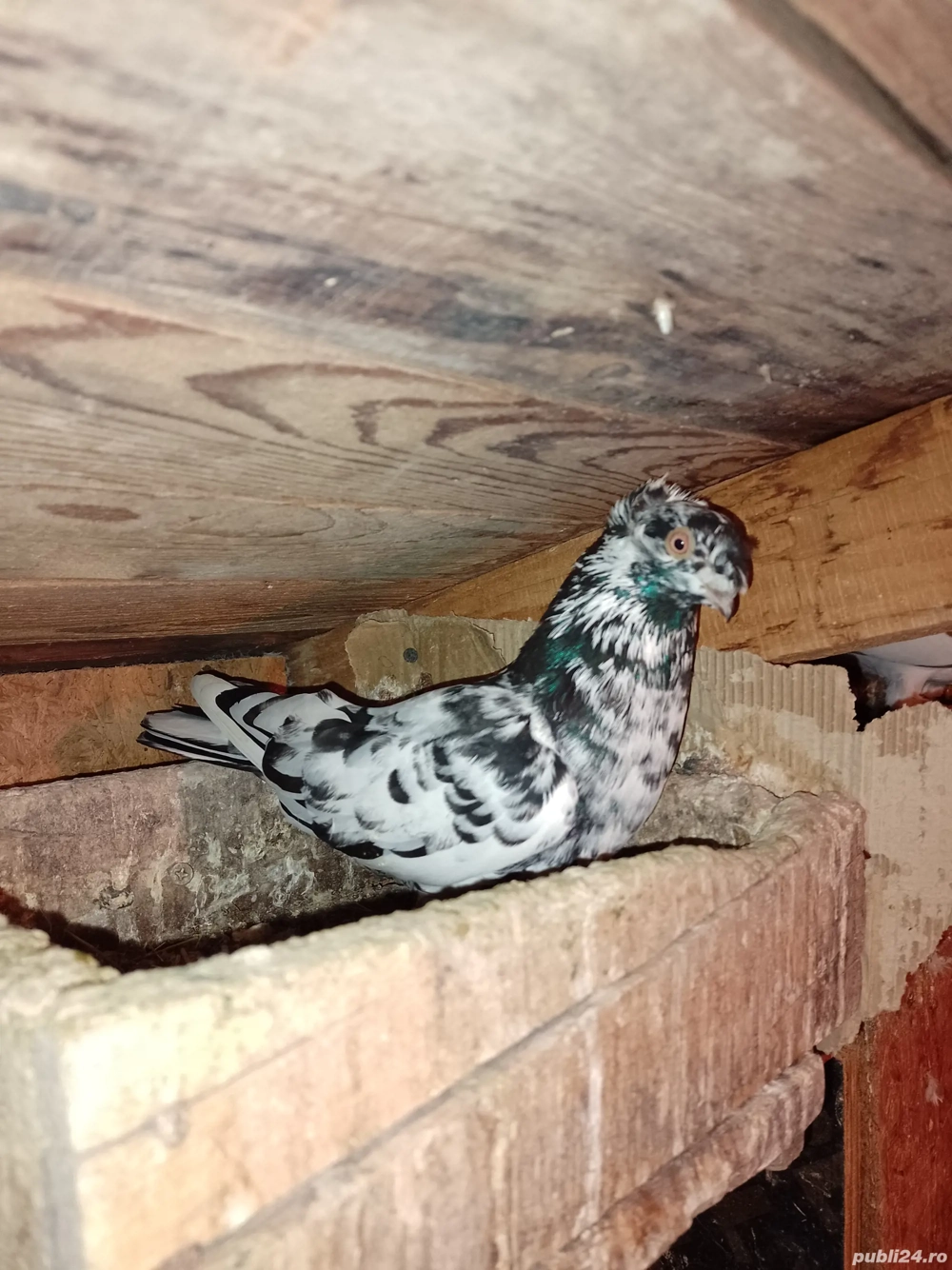 Vand jucatori bimotati sau schimb cu bibilici