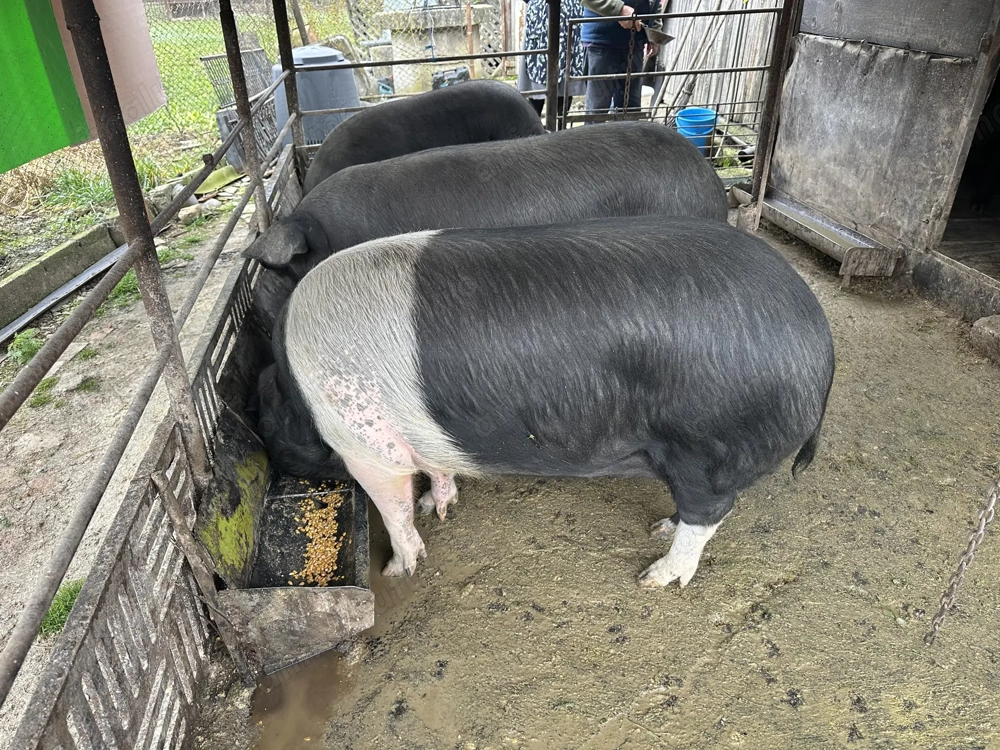 Pentru sacrificat. Bazna greutate 180-200 kg 