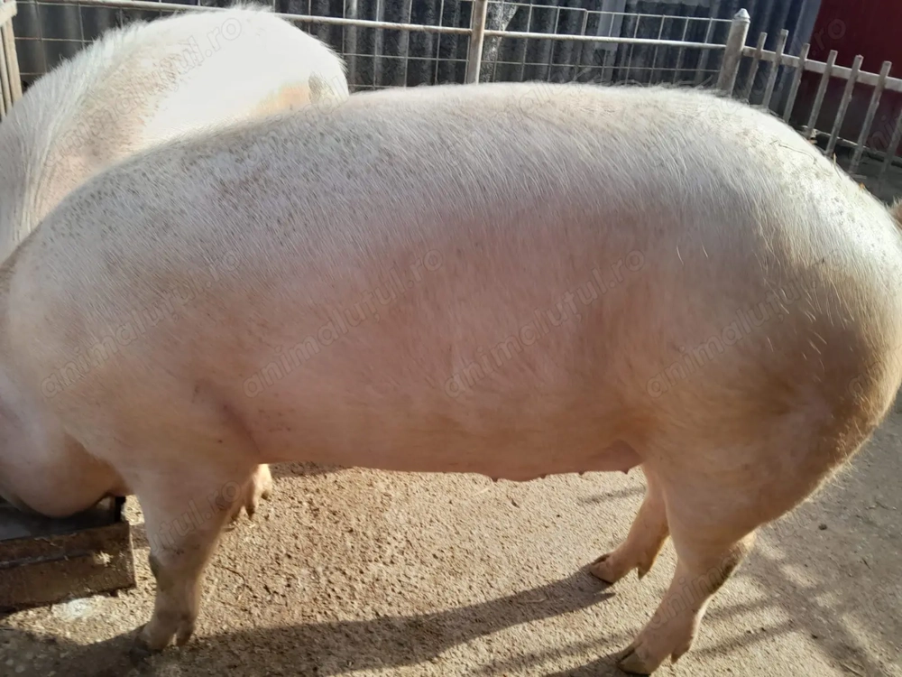 Porc 240-250kg.         
