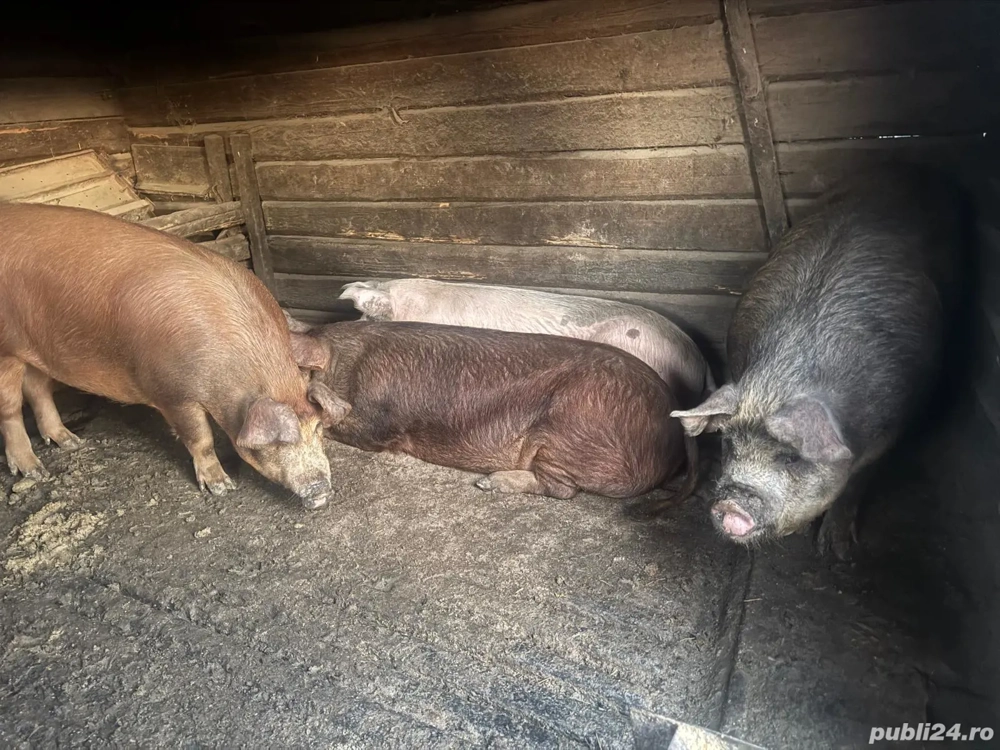 porci de vânzare 