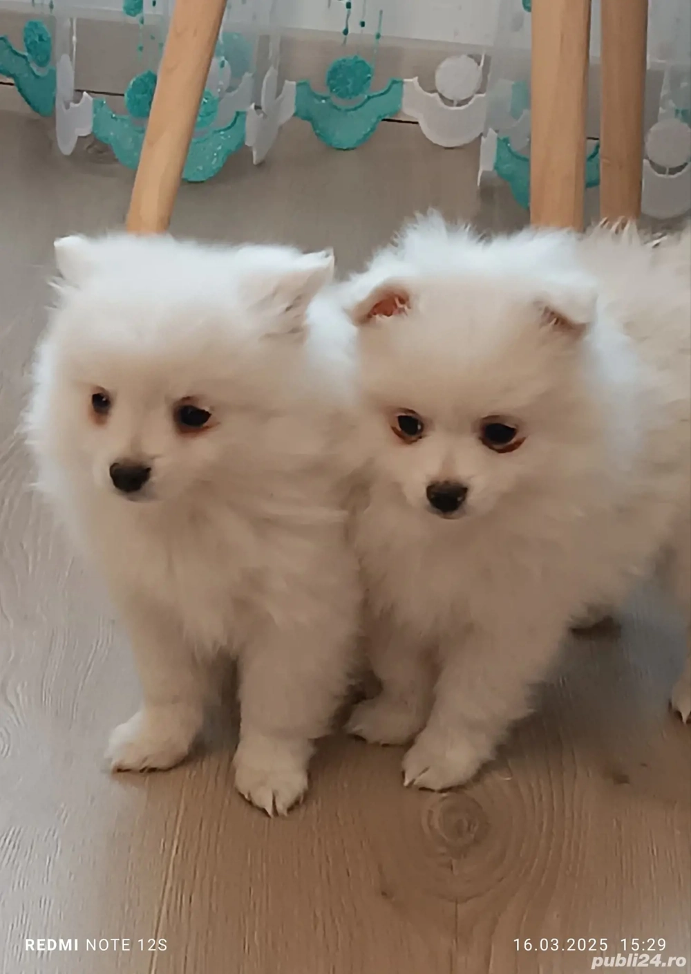 Cățeluș Spitz Pomeranian 
