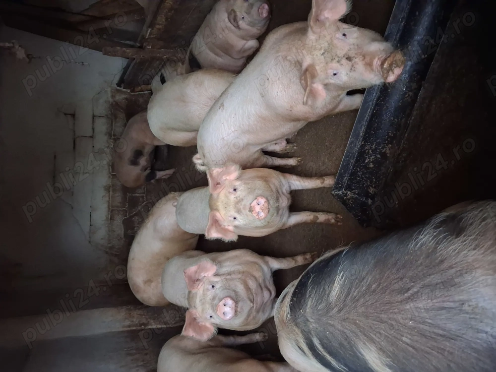 Porci de vanzare 
