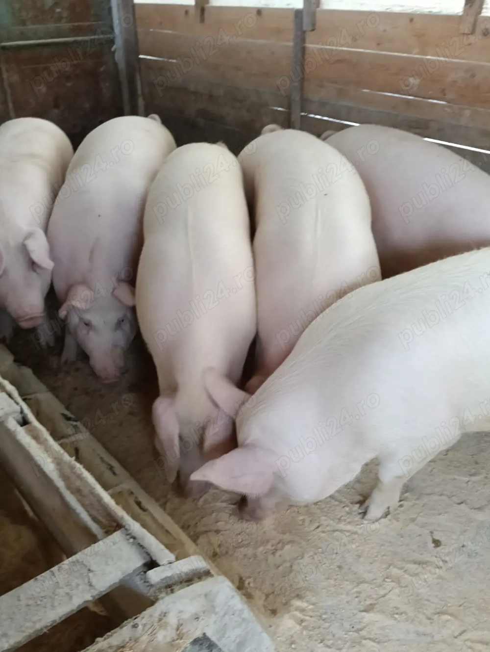 V nd porc pentru sacrificat!!!