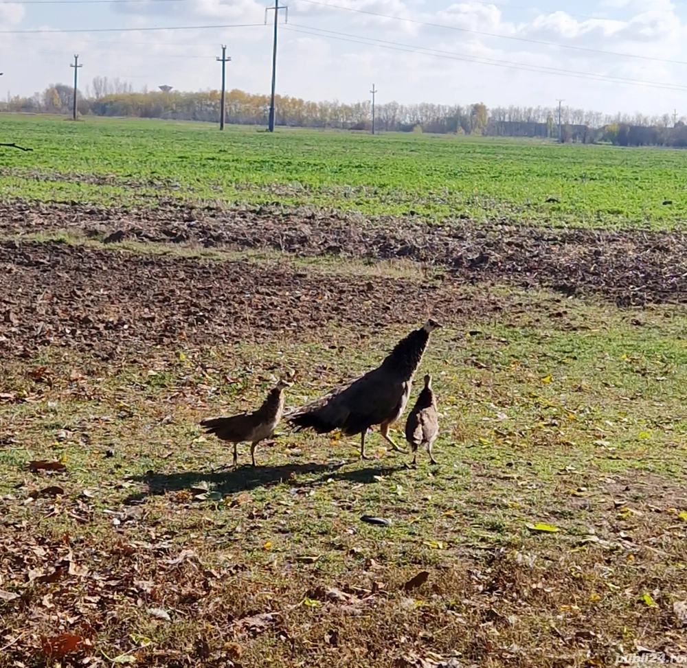 Atenție, iubitori de păuni standard! Vând păuni tineri!