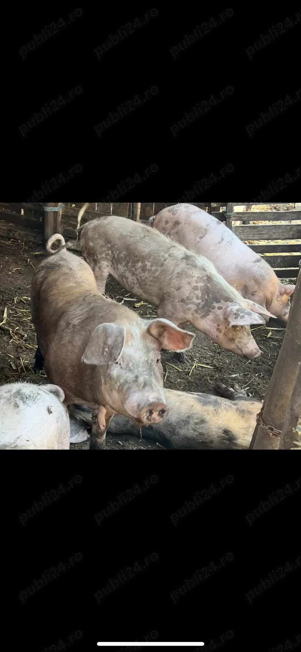 Vand porci de rasa Landrace ,Pietrain , Duroc