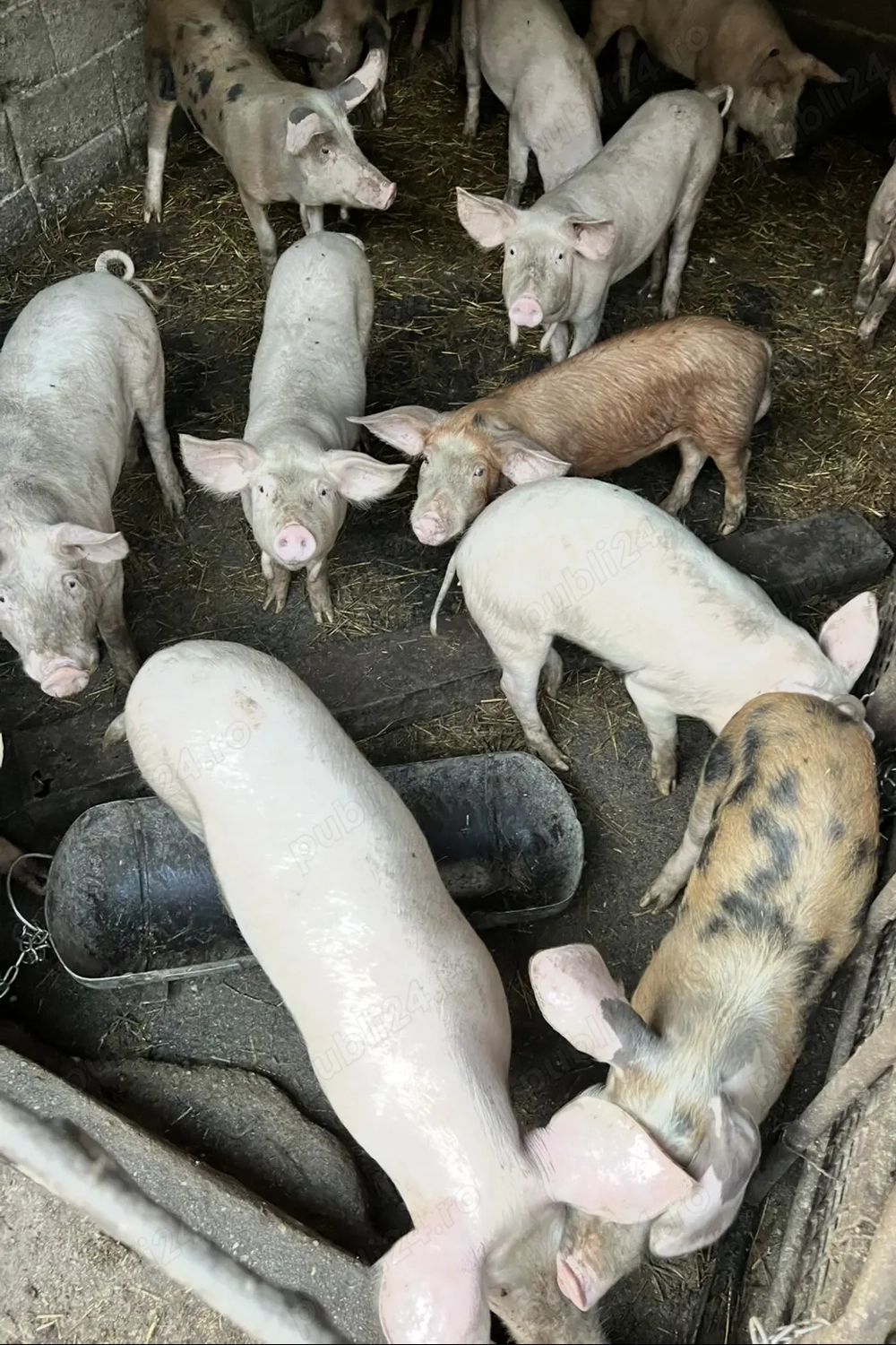 Vand purcei  de carne