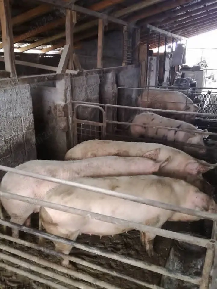Porci 100-180 kg, pret 12 lei kg