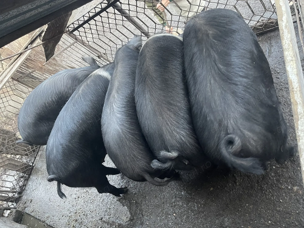 Vând porci Bazna pentru sacrificat 