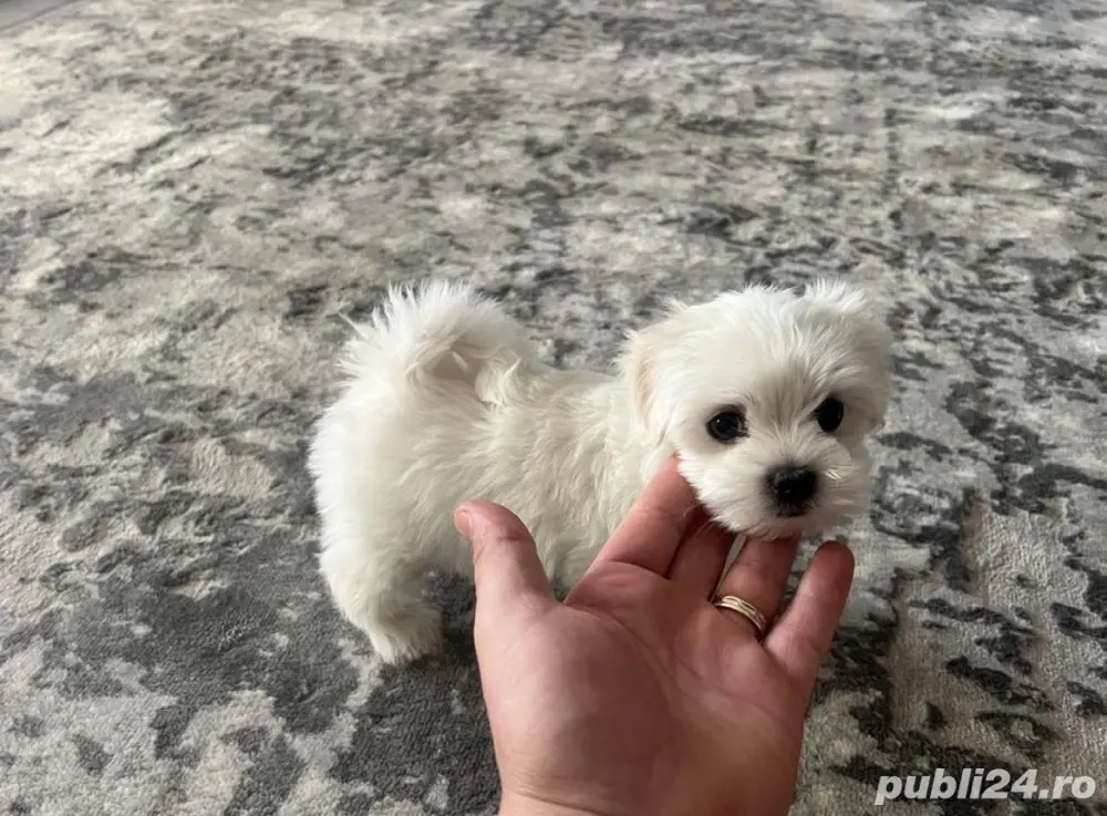 bichon femela doua luni 