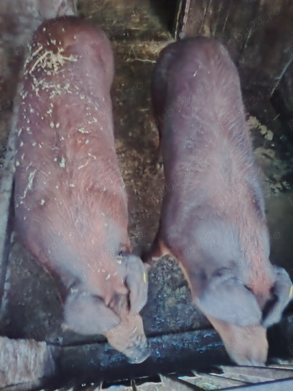 Disponibili pentru sacrificare.