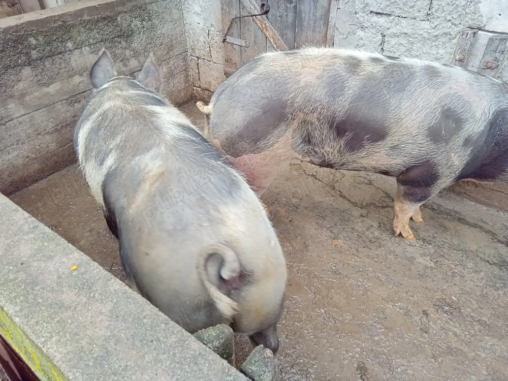 Vand porc crescut bio 