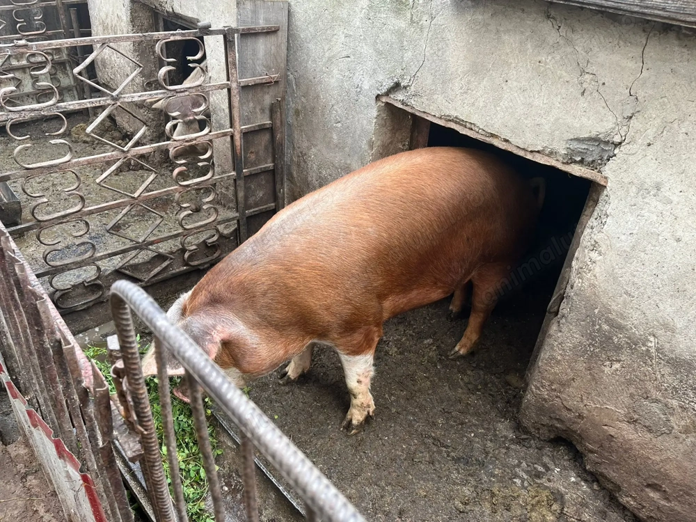 Vand porc de rasa carne