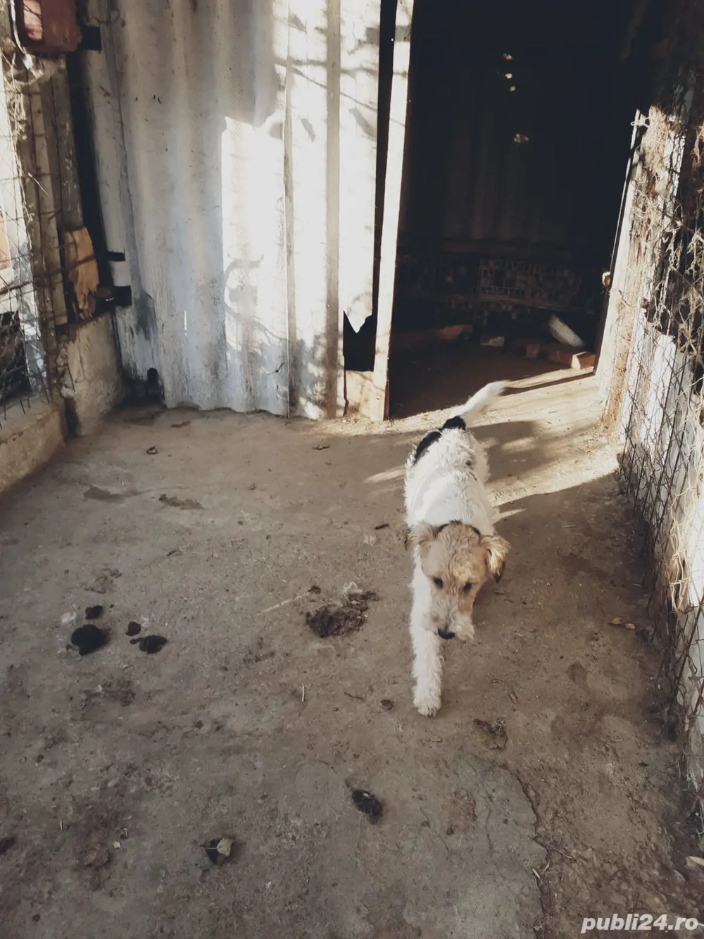 femela fox terrier cu par sarmos