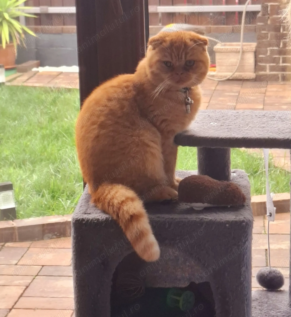 Pisica si motan British exotic 