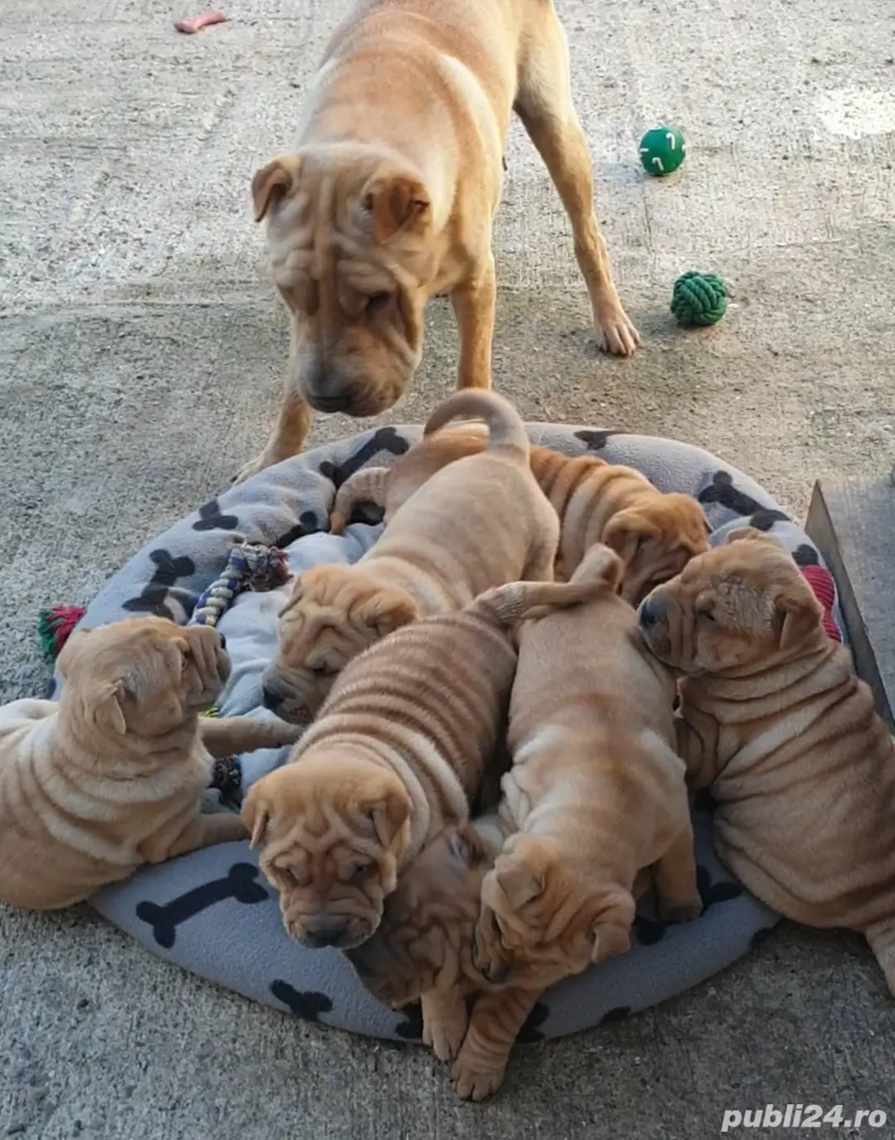 Shar pei drăguți 