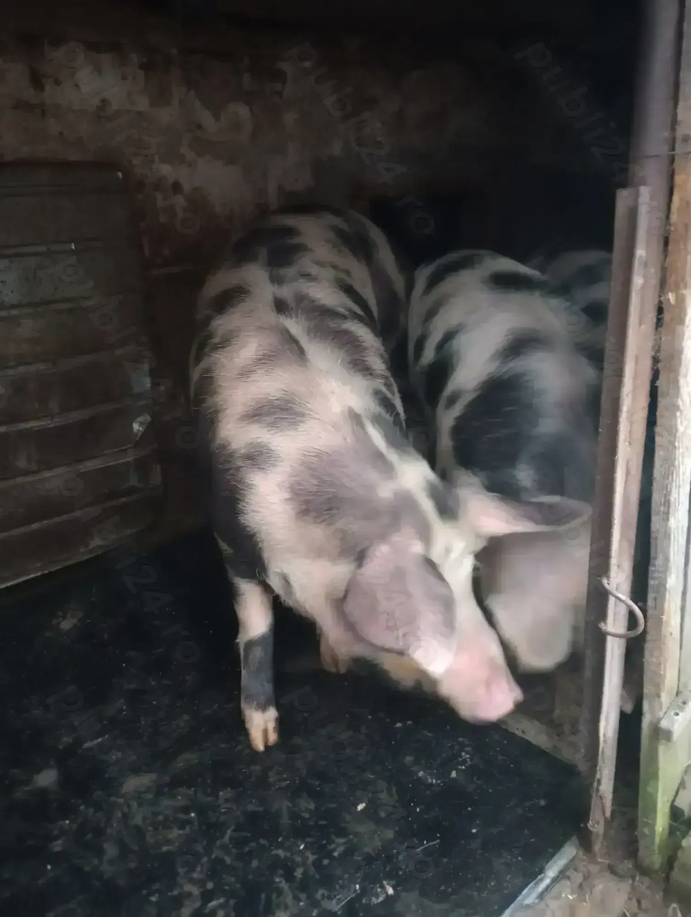 Vând porci de carne rasă pietrean 