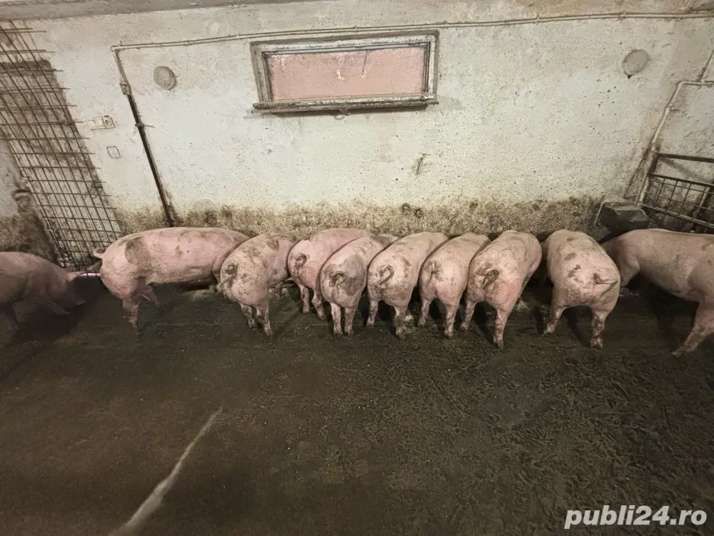 Vând porci 100-160 kg