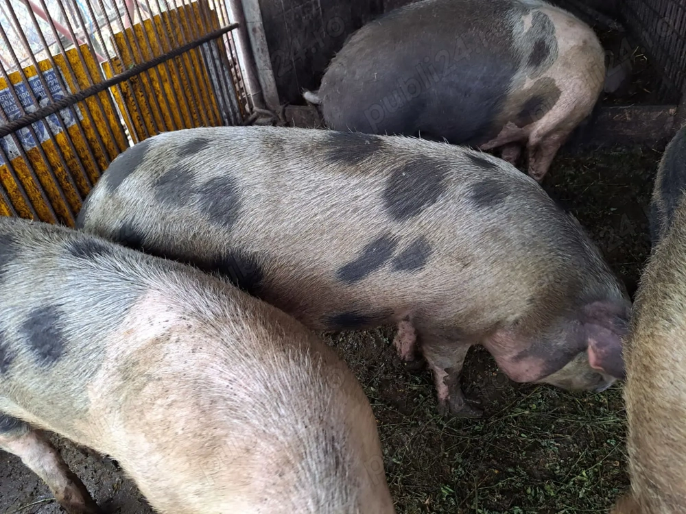 Vând porci pentru sacrificat