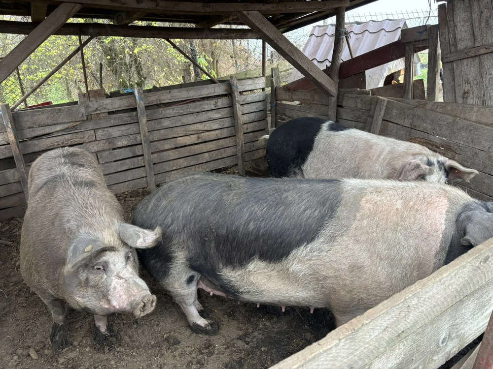 Vând porci pentru sacrificat 