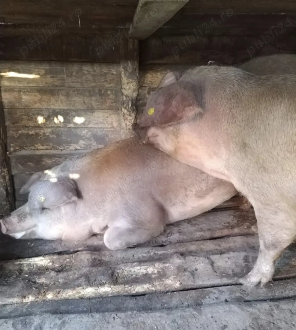 Vand 2 porci ,crescuți bio,rasa duroc