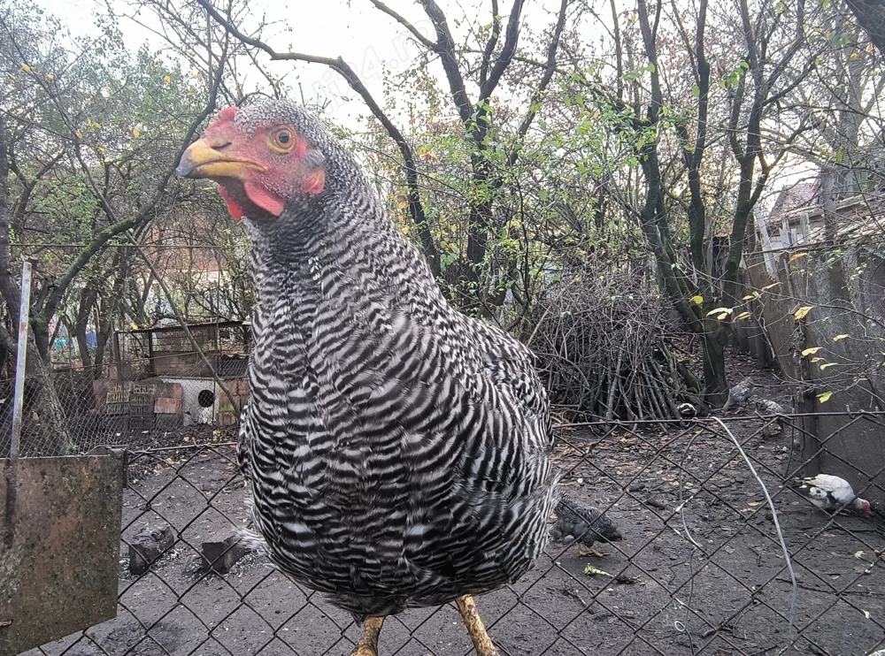 Cocoș rasa Plymouth rock barat de 6 luni.