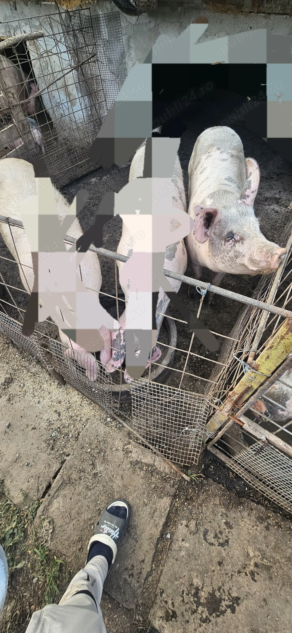 Porci  pentru Crăciun 