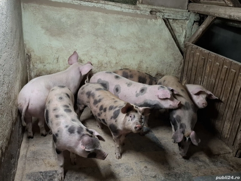 Porci carne 90-115 kg