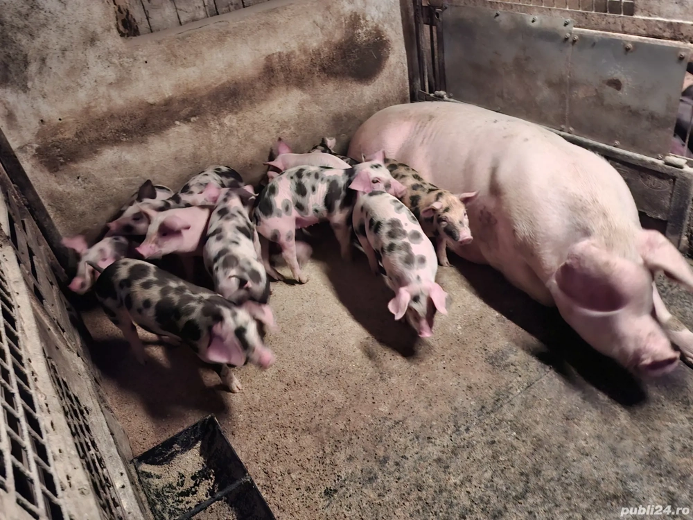 Purcei 7 săptămăni