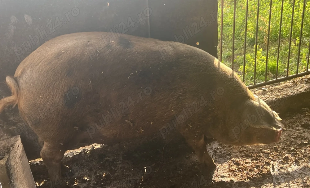 Porc de vânzare -Tritenii de jos ,Cluj 