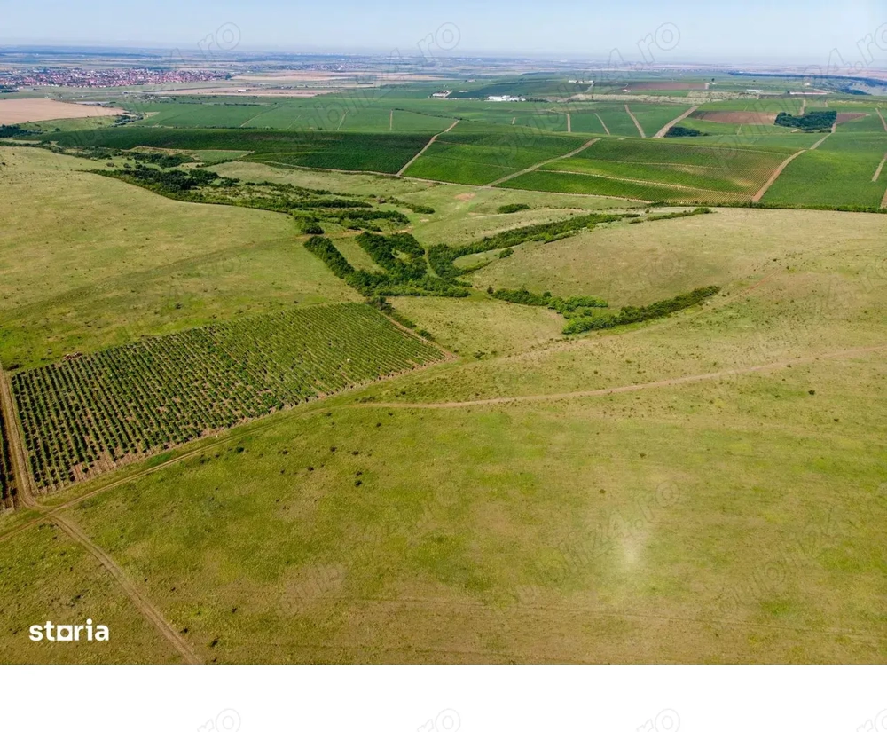 Vand teren arabil 1,3 ha in Sicula Jud Arad