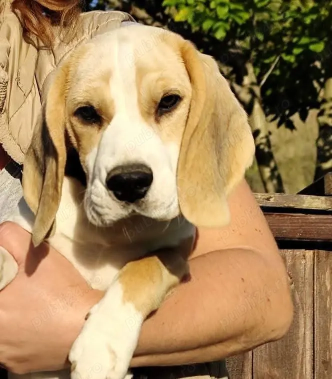 Pui beagle cu pedigree 