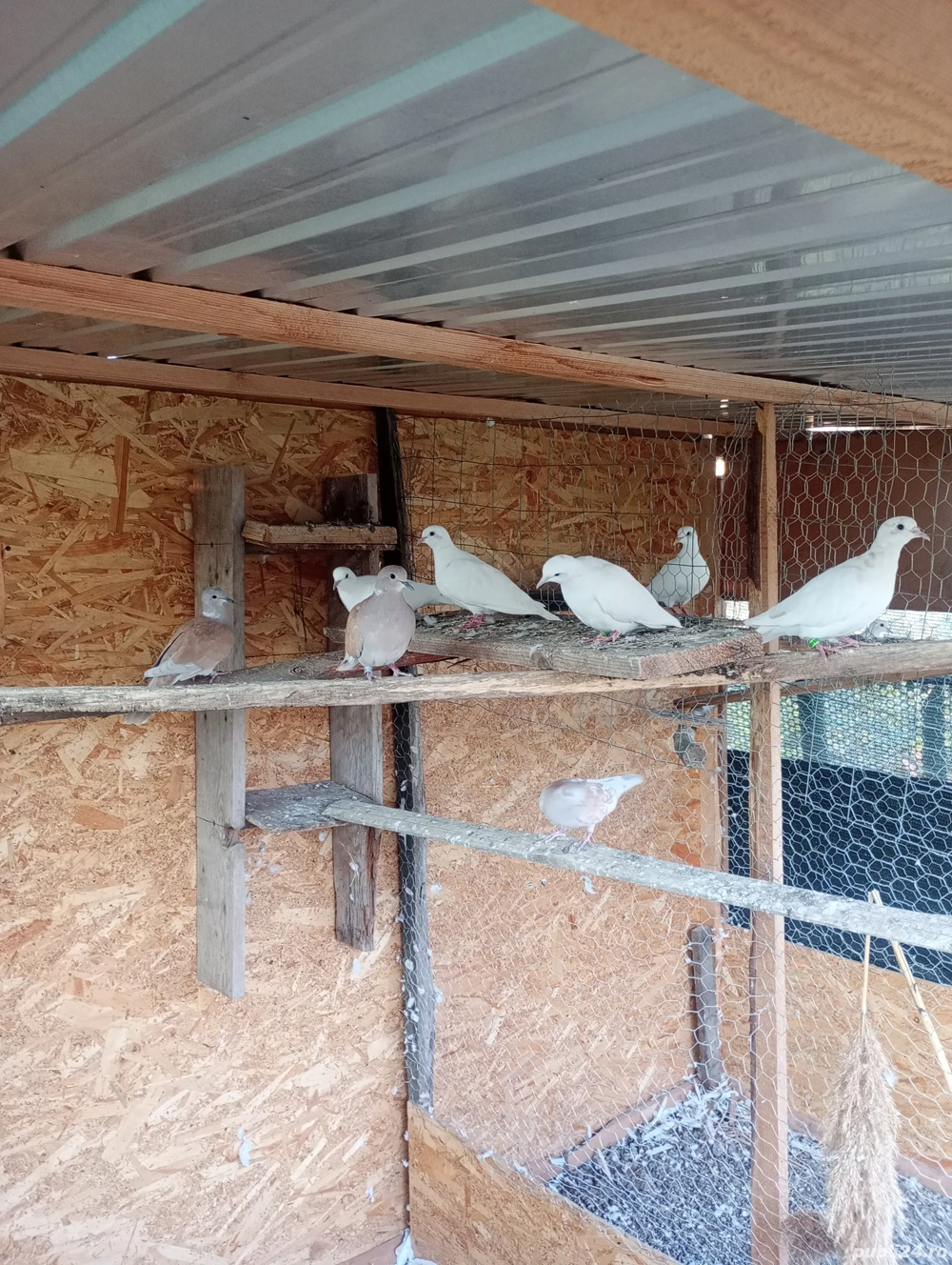 Turturele rizătoare .