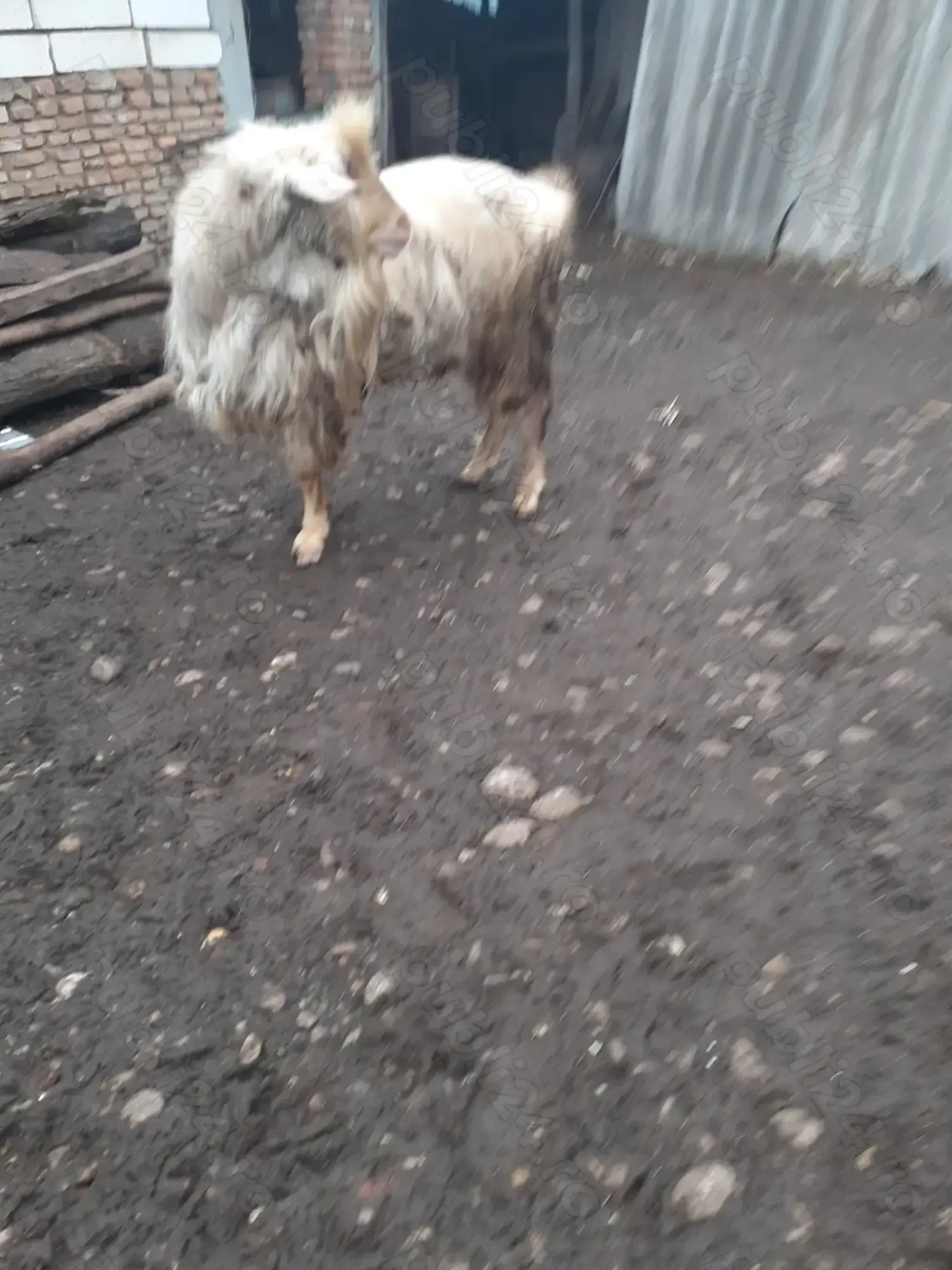 Țap de vânzare, oferta de nerefuzat!