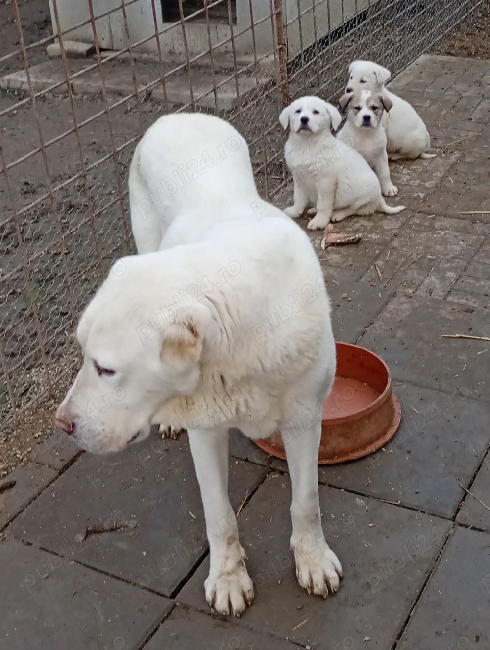 Vând căței de Asia Centrală 