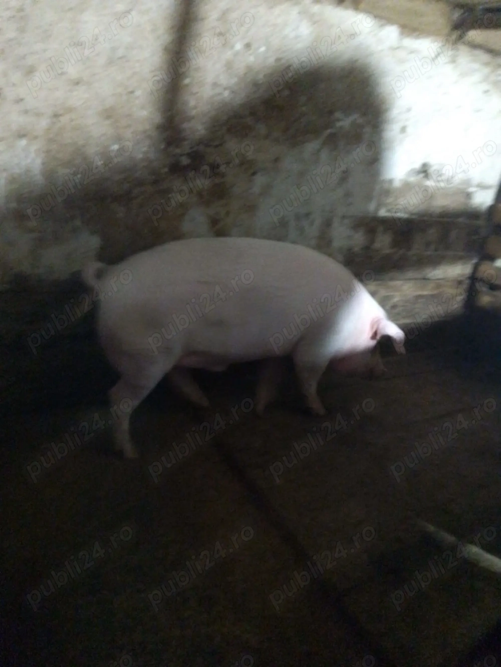 Porc de casa 
