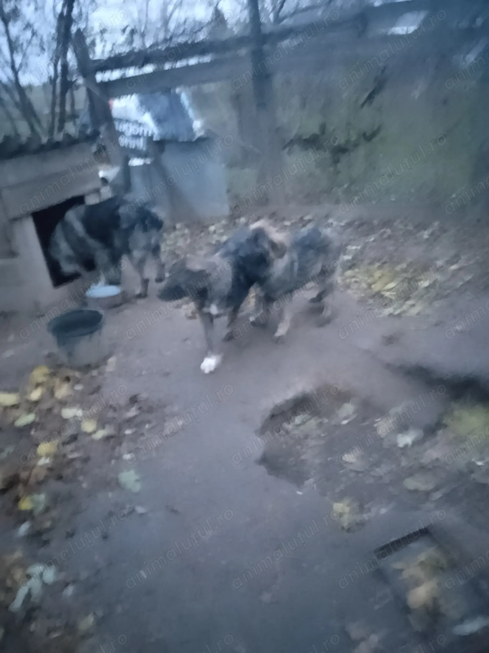 Căței caucazian frumoși 