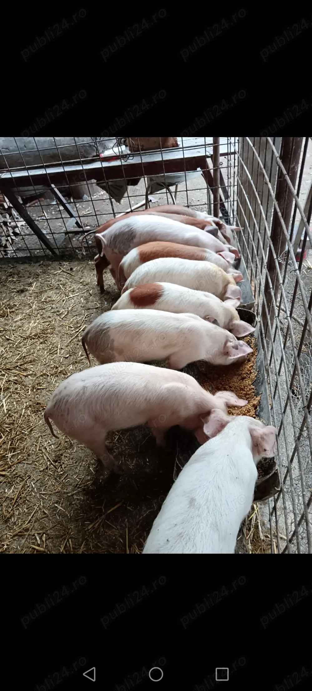 Vând 8 purcei rasa duroc ințărcați