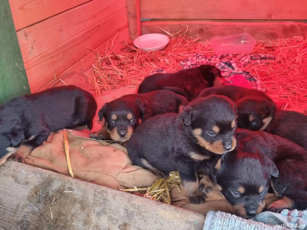 Vand puiuți rasa Rottweiler 