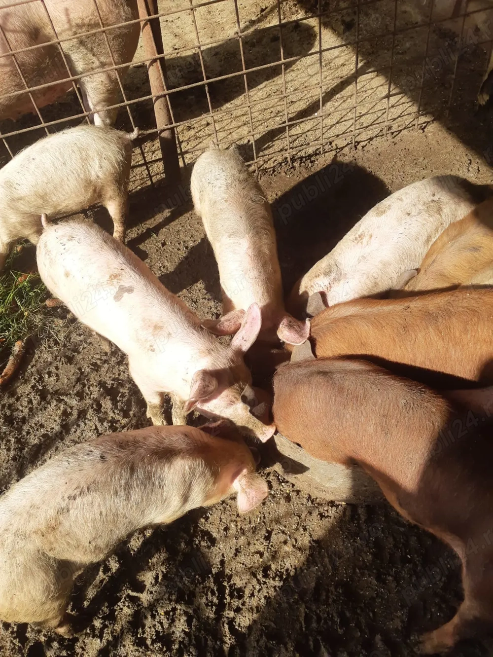 Porci pentru sărbători 